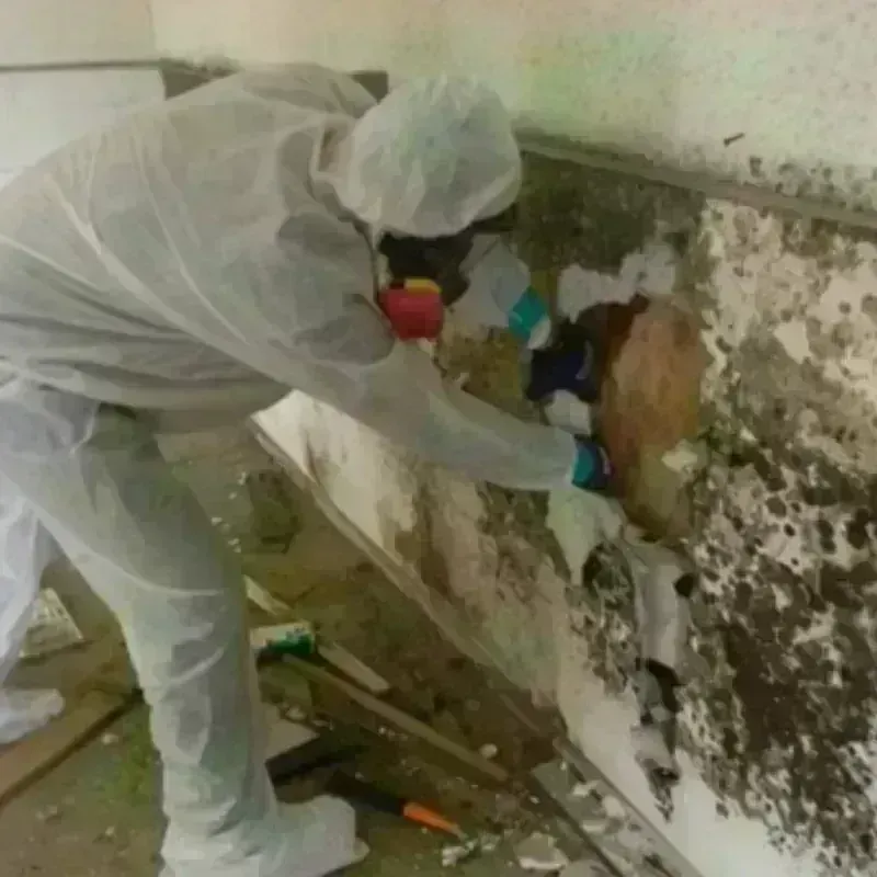 Best Mold Remediation and Removal Service in Mount Shasta, CA